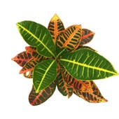 Codiaeum Variegatum 'Petra' (Kraton Çiçeği) thumbnail 2