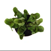 Sarracenia Purpurea 'Venosa' (Sinek Kapan Etobur Bitki) thumbnail 1