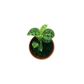 Macodes Petola (Mücevher Orkide) thumbnail 2