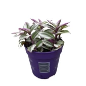 Tradescantia 'Nanouk' (Telgraf Çiçeği) thumbnail 1