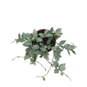 Hoya Krohniana 'Eskimo' (Mum Çiçeği) thumbnail 2