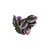 Tradescantia 'Nanouk' (Telgraf Çiçeği) thumbnail 2