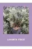 Tüplü Yoğun Kokulu Aromatik Lavanta Fidanı 10-20 cm thumbnail 4
