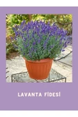 Tüplü Yoğun Kokulu Aromatik Lavanta Fidanı 10-20 cm thumbnail 3