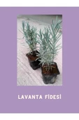 Tüplü Yoğun Kokulu Aromatik Lavanta Fidanı 10-20 cm thumbnail 1
