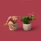 Saksıda Yapraklar - Asorti - 20x9x9 cm thumbnail 3