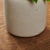 Beton Saksıda Doğal Görünümlü Bitki thumbnail 3