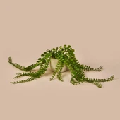 Sarkan Saksılı Yapay Çiçek - Gri / Yeşil - 13 cm - 1