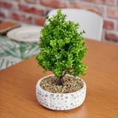 Dekoratif Çakıl Ağaç thumbnail 1