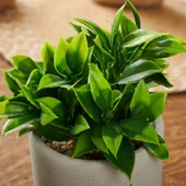 Beton Saksıda Doğal Görünümlü Bitki thumbnail 2