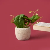 Saksıda Yapraklar - Asorti - 20x9x9 cm thumbnail 2