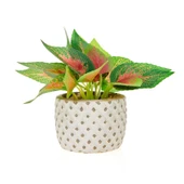 Mini Saksıda Yapraklar - Asorti thumbnail 1