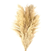 Deco Pampas Yapay Çiçek - Bej - 90x20 cm thumbnail 3