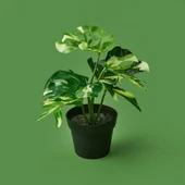 Botta Çiçek - Asorti - 24 cm thumbnail 1