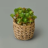 Hasır Efekt Saksıda Sukulent - 7x8x8 cm thumbnail 3