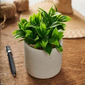 Beton Saksıda Doğal Görünümlü Bitki thumbnail 1