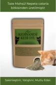 Doğal Orjinal Kedi Nanesi Catnip Kurutulmuş Taze Mahsül 20 gr thumbnail 1