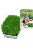 Cat Grass Kedi Çimi - Petshopundan - 1