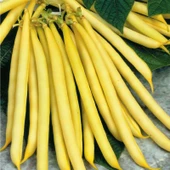 Arzuman Fasulye Hanımteni (Turşuluk) 50 Gram - 1
