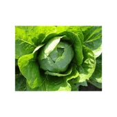 Arzuman Yedikule Marul 10 Gram - 1