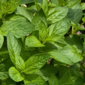 Arzuman Nane  Tohumu Yerli Mentha 100 Adet - 1