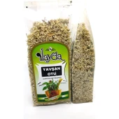 Ilayda Yavşan Otu (Teucrium Polium) - 1