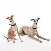 M-Pets Kombi 2in1 Köpek Eğitim Tasması Siyah M thumbnail 2