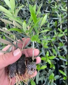 Nikah Düğün Organizasyon İçin Hediyelik Paper Potta Bodur Zeytin Fidanı (100 adet) thumbnail 2