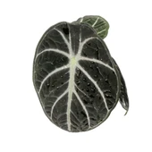 Alocasia Reginula 'Ninja' (Fil Kulağı) thumbnail 2