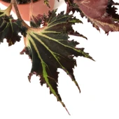 Begonia 'Break Dance' (Begonya Çiçeği) thumbnail 2