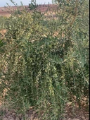 Nikah Düğün Organizasyon İçin Hediyelik Paper Potta Bodur Zeytin Fidanı (100 adet) thumbnail 8