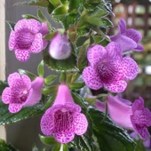 Koleksiyonluk X Gloximannia She Dancing Kohleria Çiçeği Fidesi  Kohleria Japon Küpelisi Çiçeği Fidesi (Mini Potta) - 1