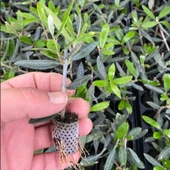 Nikah Düğün Organizasyon İçin Hediyelik Paper Potta Bodur Zeytin Fidanı (100 adet) thumbnail 5