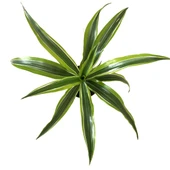 Dracaena Fragrans 'Lemon Lime' thumbnail 2
