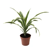 Dracaena Fragrans 'Lemon Lime' thumbnail 1