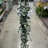 Ceropegia Woodii (Kalp Kalbe Karşı Çiçeği) thumbnail 3