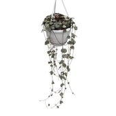 Ceropegia Woodii (Kalp Kalbe Karşı Çiçeği) thumbnail 1