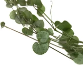 Ceropegia Woodii (Kalp Kalbe Karşı Çiçeği) thumbnail 2