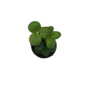 Peperomia Tetraphylla 'Hope' (Umut Sarmaşığı) thumbnail 2