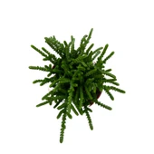 Crassula Lycopodioides (Sukulent) thumbnail 2