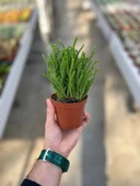 Crassula Lycopodioides (Sukulent) thumbnail 3