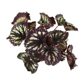 Begonia Rex 'Yamileth' (Begonya) thumbnail 2