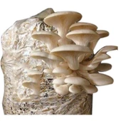 İSTİRİDYE MANTAR TOHUMU 10 KİLO thumbnail 3