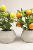 Yapay Bitki Geometrik Beton Saksıda Dekoratif Limon Ve Portakal Ağacı Tanzimi - 6