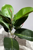 Mermer Geometrik Saksıda 2 Dal Yapay Ficus Elasticos Kauçuk Ağacı Çiçeği 75 Cm - 3