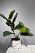 Mermer Geometrik Saksıda 2 Dal Yapay Ficus Elasticos Kauçuk Ağacı Çiçeği 75 Cm - 1