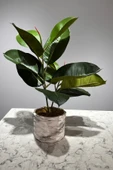 Mermer Geometrik Saksıda 2 Dal Yapay Ficus Elasticos Kauçuk Ağacı Çiçeği 75 Cm - 2