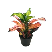 Codiaeum Variegatum 'Wilma' (Kraton Çiçeği) thumbnail 1