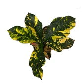 Codiaeum Variegatum 'Magnificent' (Kraton Çiçeği) thumbnail 2