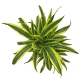 Dracaena Fragrans 'Lemon Lime' thumbnail 2